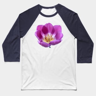 Tulipa  'Purple Flag'    Triumph Tulip Baseball T-Shirt